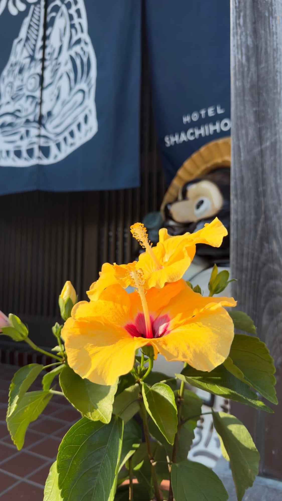 Shachihoko 海辺の一棟貸切ヴィラ しゃちほこ 伊万里市 外观 照片